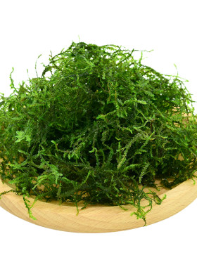 散装莫斯三角慕斯树定植网片杜鹃