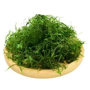 散装莫斯水草植物大三角垂泪慕斯树定植网片绑沉木杜鹃根鱼缸造景
