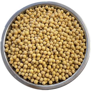 东升一号大粒黄豆非转基因东北黑龙江海伦黄豆磨豆浆做豆腐生豆芽