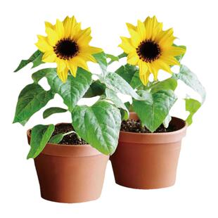 矮生观赏向日葵种子种籽苗矮生四季幼苗盆栽观赏型花苗孑花种活苗