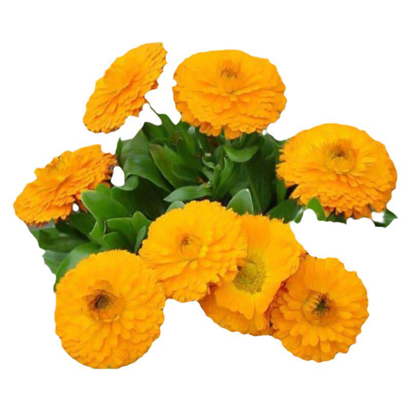 金盏菊花种子庭院阳台花园四季易播长生菊花籽易活盆栽花卉植物孑