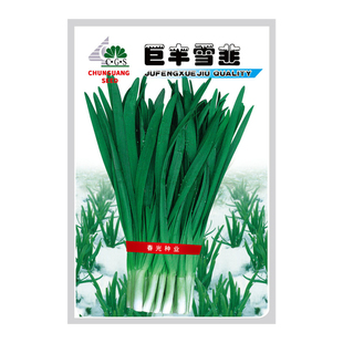 寿光红紫根宽叶韭菜种子2026新种孑高产不休眠791白根雪韭菜种籽