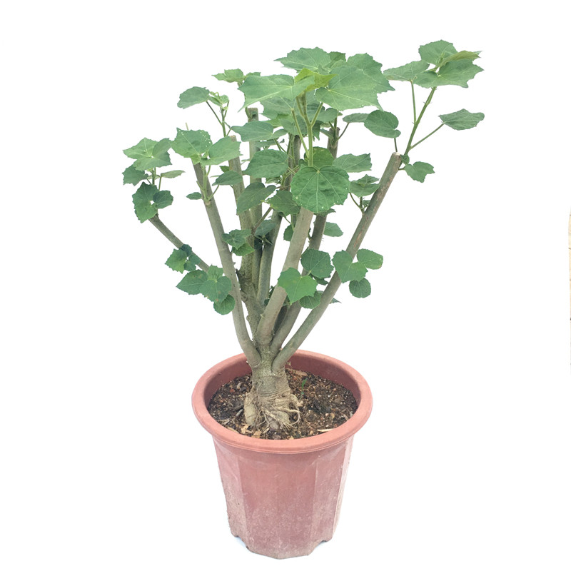 重瓣三醉芙蓉花 一日三变色芙蓉 木芙蓉 拒霜花 当年开花芙蓉花