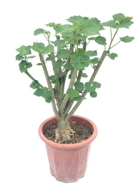 醉芙蓉绿化树苗当年开花阳台盆栽