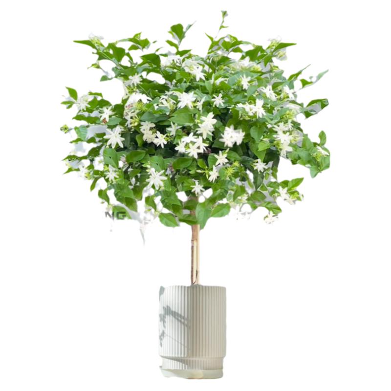 笔尖茉莉四季开花浓香重瓣老桩