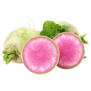 西瓜萝卜种子甜美清脆多汁新鲜浓郁沙拉传家宝室内阳台四季盆栽蔬