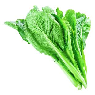 潮汕圆叶抗热矮脚春菜大叶老品种春芥菜种子菜籽蔬菜种子四季春菜