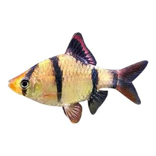 四间虎皮鱼热带鱼观赏鱼淡水鱼小型鱼宠物鱼好养虎皮鱼群游观赏鱼