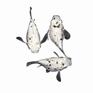 奶牛玛丽球鱼黑白玛丽鱼古法缸下小鱼新手冷水鱼好养小皮球观赏鱼