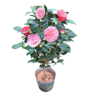 永福花乡园艺 五色赤丹茶花 茶花树苗四季 茶花盆栽开花 山茶花