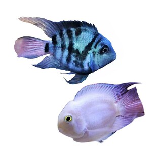 迷你鹦鹉鱼苗观赏鱼耐活小型热带鱼淡水鹦鹉鱼宝蓝白金可繁殖种鱼