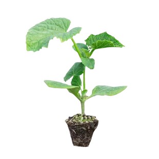 金童玉女黄瓜苗秧带土迷你小黄瓜种子水果黄爪苗青瓜吊瓜胡瓜寿光