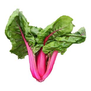 四川红杆厚皮菜新鲜红庚牛皮菜农家莙荙菜红心瓢儿菜自种时令蔬菜