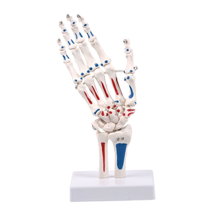 肌肉起止点手骨模型手部肌肉附着点标注解剖结构骨科教学实训教具
