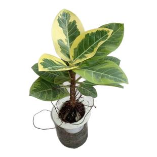 花与花器 高山榕 孟加拉榕 黄金榕 富贵榕 琴叶榕室内绿植物盆栽