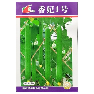 绿领香妃1号丝瓜种子40厘米早熟杂交高产型中长水瓜10克/袋80粒