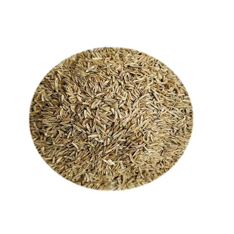 草坪草籽四季青护坡绿化草籽高羊茅黑麦草狗牙根马尼拉地毯草种子