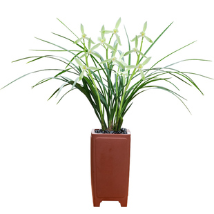 德芳兰业名贵兰花苗春剑素心隆昌素带花苞室内阳台浓香型花卉绿植