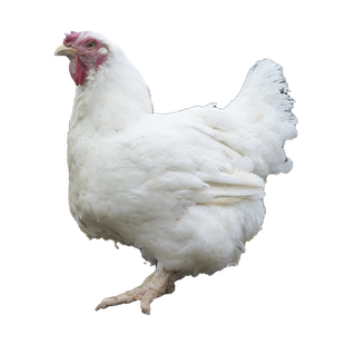 种蛋受精蛋可孵化白羽肉鸡种蛋快大型817肉鸡种蛋可孵化土鸡种蛋