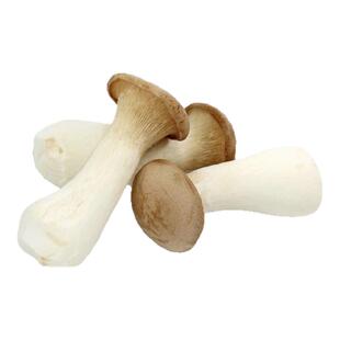 【沁蕊】杏鲍菇 新鲜菌菇 500g