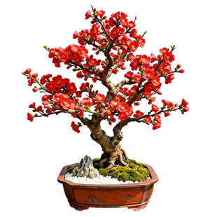 海棠盆栽带花苞长寿冠老桩树苗四季耐寒好养重瓣花卉室内阳台植物