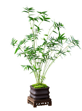 米竹盆栽苔藓凤尾竹室内微型观赏竹盆景客厅桌面植物四季常青绿植