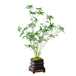 米竹盆栽苔藓凤尾竹室内微型观赏竹盆景客厅桌面植物四季常青绿植