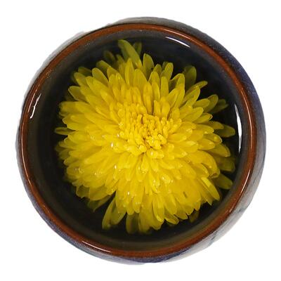 吴小饮菊花茶徽州婺源皇菊