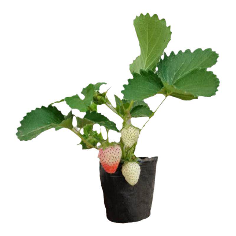 草莓苗穴盘苗基地直发量大从优