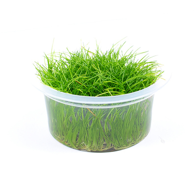 迷你牛毛前景草大众的选择好养活