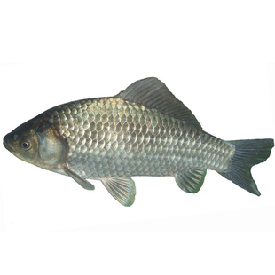 大规格鲫鱼苗土鲫鱼银鲫鱼方正银鲫六倍体小鲫鱼苗中科三五鲫鱼苗