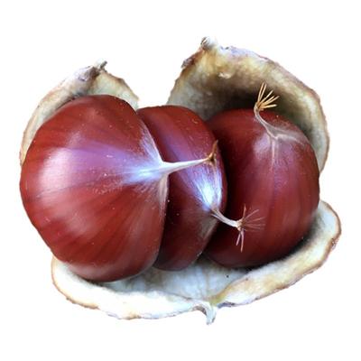 2025现摘迁西板栗皮薄好剥大果