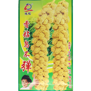 小米种子谷种谷子种子金玉香米谷香粘糯小米种子春季抗鸟害抗倒伏