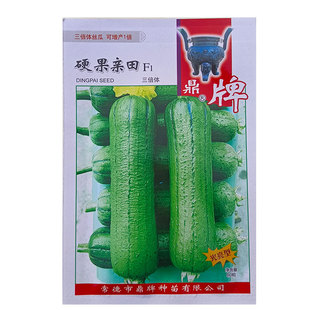 鼎牌硬果亲田丝瓜种子翠绿三倍体产量高抗病强油亮型短棒丝瓜种籽
