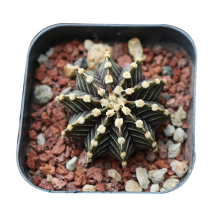 肋骨牡丹实生正版泰国精养开花美观品种仙人球多肉植物阳台小盆栽