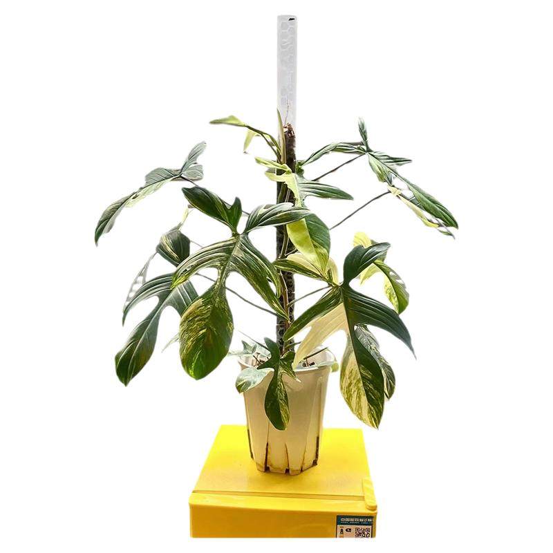 柱子哥水苔柱可拼接植物攀爬柱加长柱繁殖柱水苔墙有利于根系内扎