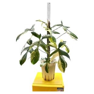 柱子哥水苔柱可拼接植物攀爬柱加长柱繁殖柱水苔墙有利于根系内扎