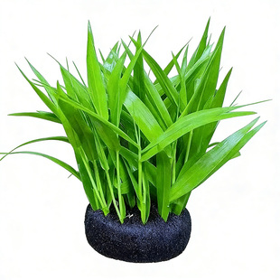 南美青竹陀草新手懒人养鱼增氧水草阴性草鱼缸专用草缸造景免打理