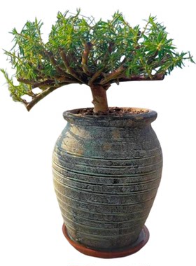 多色太阳花老桩爆品绿植混色老桩