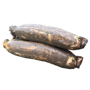 洪湖粉藕煲汤洪湖莲藕新鲜现挖湖北特产炖汤九孔桂花糯米藕顺丰