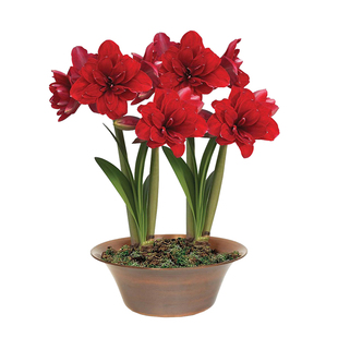 天狼朱顶红进口国产种球多年生庭院露台观赏球根多季花卉地栽盆栽