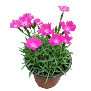欧石竹草坪盆栽石竹苗粉贝露天地栽花球花开不断庭院花卉耐寒花卉