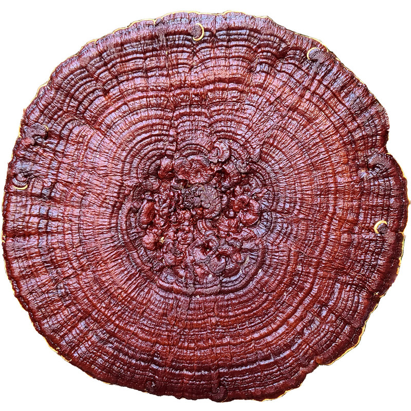 1.2M特大灵芝王观赏摆件吉祥镇宅
