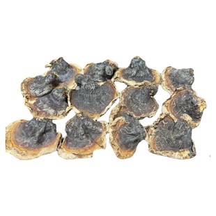 野生松衫灵芝正宗甘孜阿坝松衫灵芝整枝 正品铁杉灵芝 纯野生干货