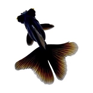 龙睛金鱼冷水观赏鱼大眼黑金鱼苗墨龙睛鱼好养耐活蝶尾金鱼活鱼