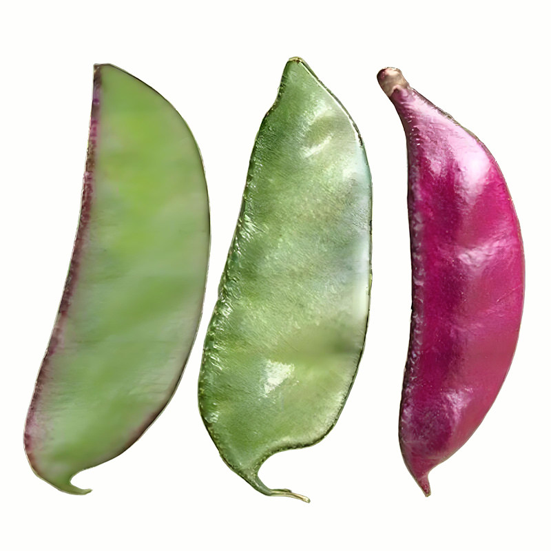 大扁豆种子绿眉豆紫眉豆