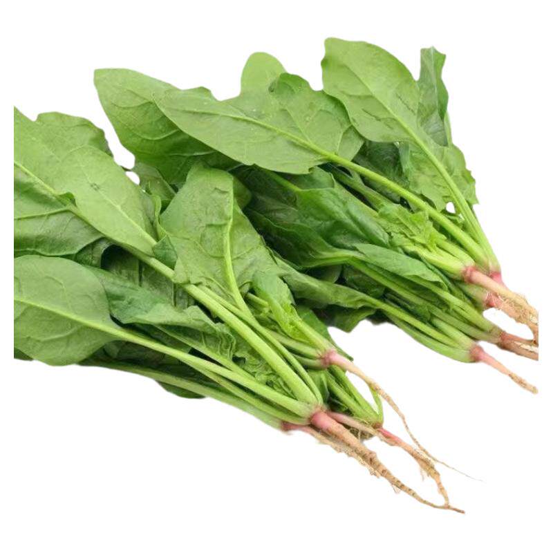 大叶菠菜种子四季易种原生态菠菜籽种子抗病耐热耐寒越冬蔬菜种子