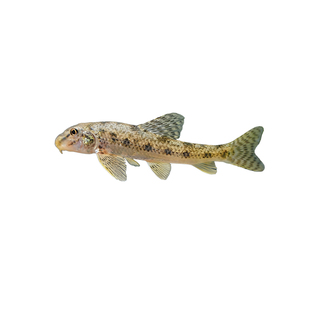 顺丰棒花鱼原生冷水鱼缸清洁鱼吃粪便龟缸清洁鱼除藻鱼似鮈鱼翻沙