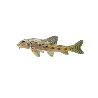 顺丰棒花鱼原生冷水鱼缸清洁鱼吃粪便龟缸清洁鱼除藻鱼似鮈鱼翻沙