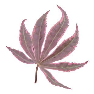 花园鳗日本枫树希拉蕊粉红锦叶槭树耐阴花园小乔木日式庭院盆栽苗